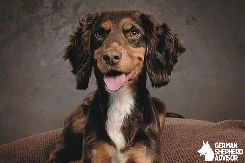 Cocker Spaniel Dachshund Mix