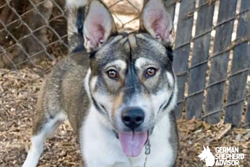 Corgi Akita Mix (Corgikita)