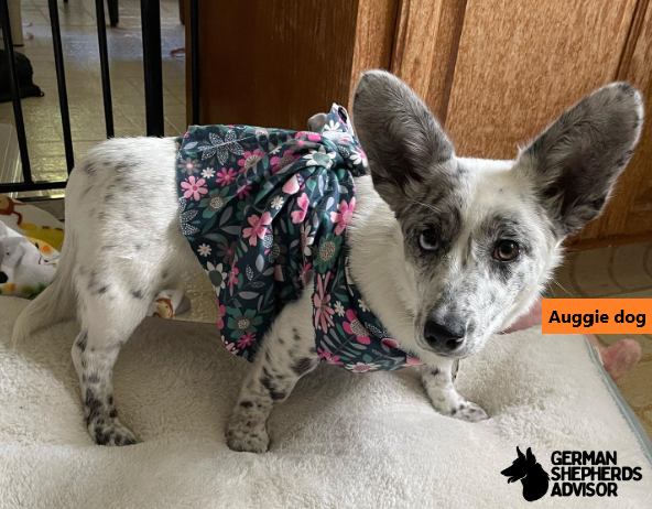 Corgi Australian Shepherd Mix