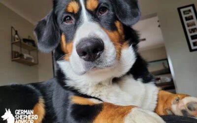 Corgi Bernese Mountain Dog Mix: The Ultimate Guide