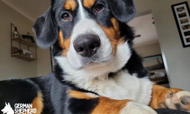 Corgi Bernese Mountain Dog Mix: The Ultimate Guide