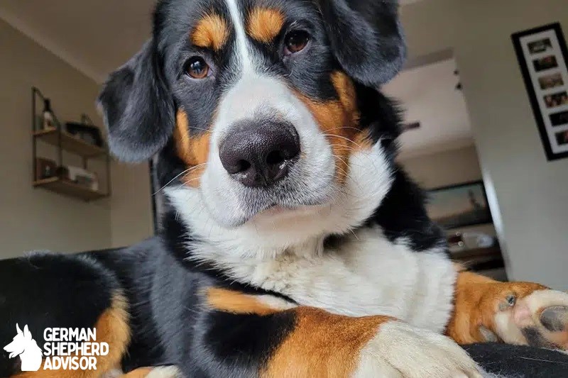 Corgi Bernese Mountain Dog Mix