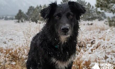 Corgi Border Collie Mix dog Breed Info: Border Corgi or Borgi dog