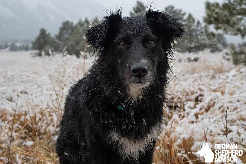 Corgi Border Collie Mix