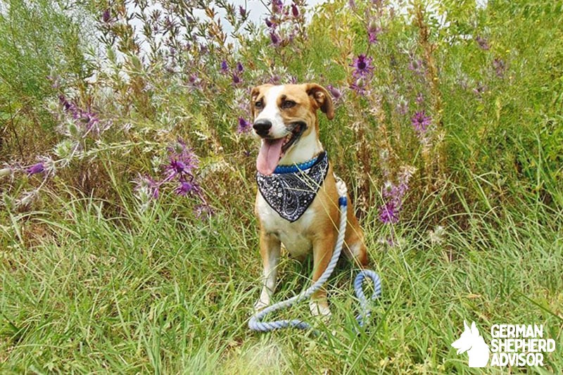 Corgi Boxer Mix (Coxer)