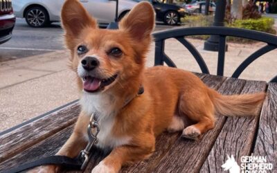 Corgi Chihuahua Mix: Cohuahua or Chigi dog