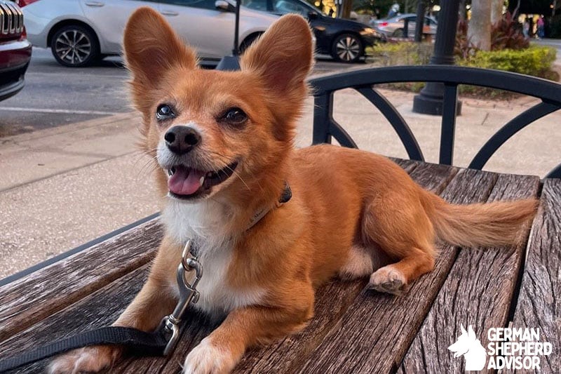 Corgi Chihuahua Mix