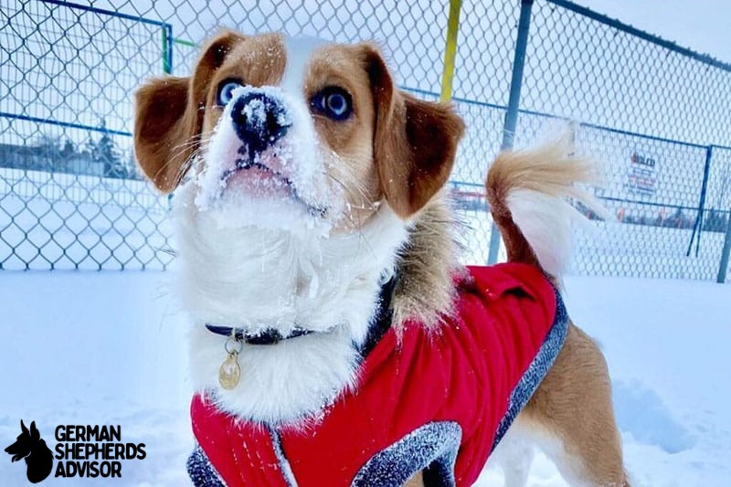 corgi cocker spaniel mix