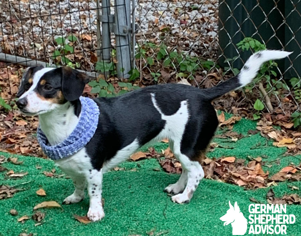 Corgi Dachshund Mix