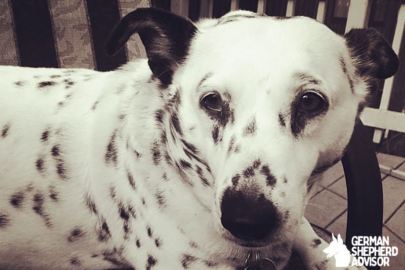 Corgi Dalmatian Mix