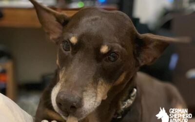 Corgi Doberman Mix: Meet The Dobergi dog