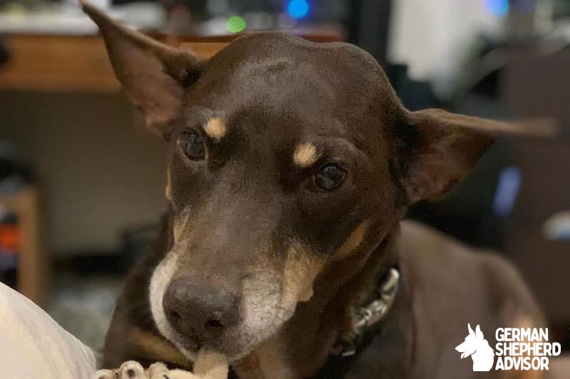 corgi doberman mix