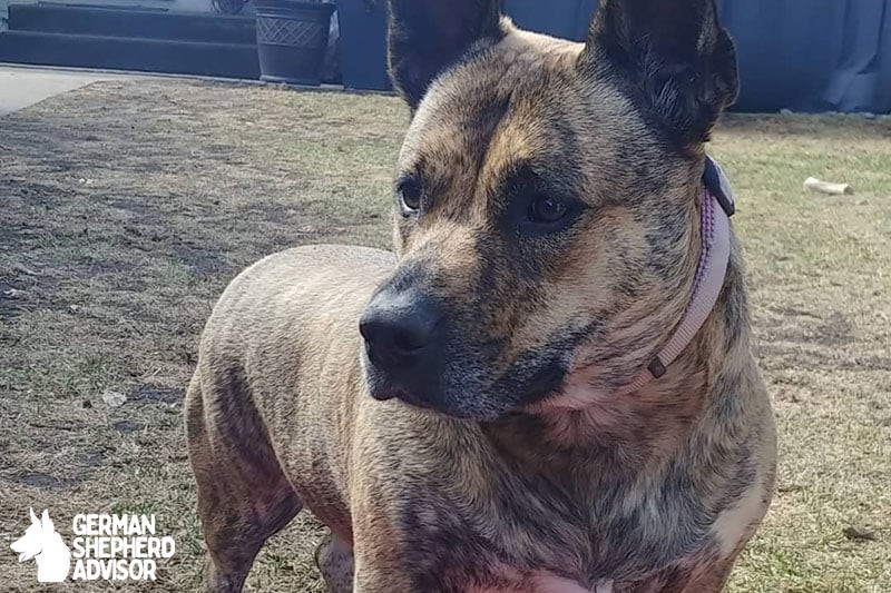 Corgi English Bulldog Mix