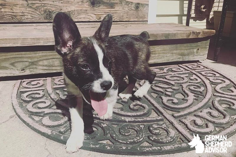 Corgi French Bulldog Mix (French Corgi)