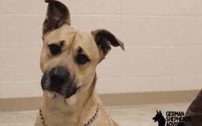 Corgi Great Dane Mix dog Breed Info: Meet With Corgane