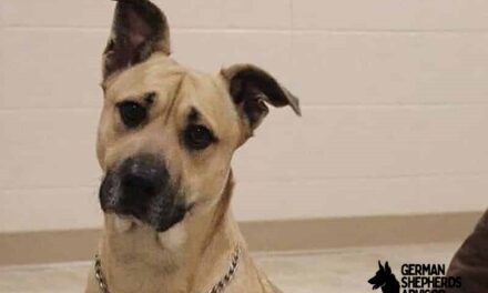 Corgi Great Dane Mix dog Breed Info: Meet With Corgane