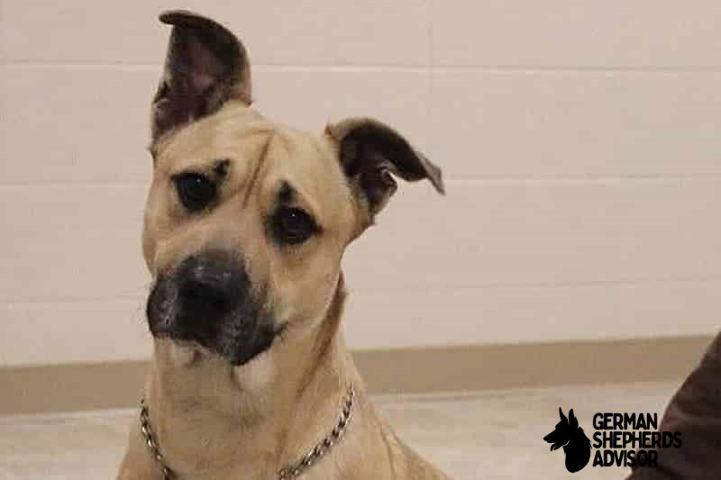 Corgi Great Dane Mix