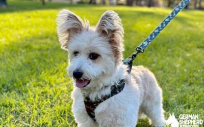 Corgi Maltese Mix dog Breed Info, Pictures: Meet Cortese dog