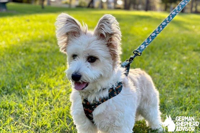 Corgi Maltese Mix