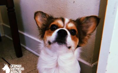 Corgi Papillon Mix dog Breed Info, Pictures, and Characteristics