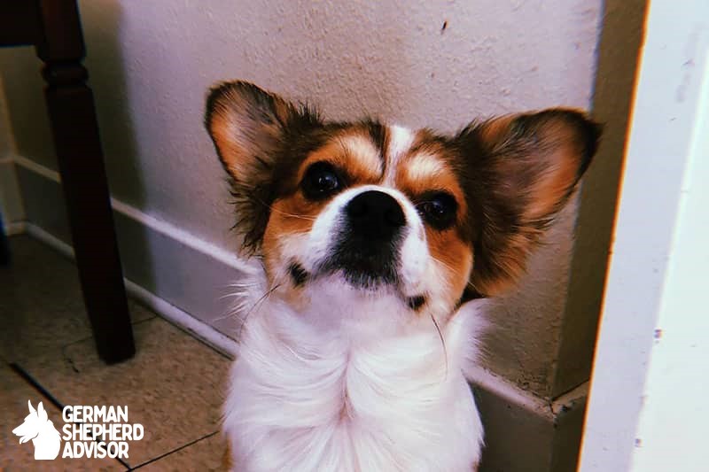 Corgi-Papillon-Mix