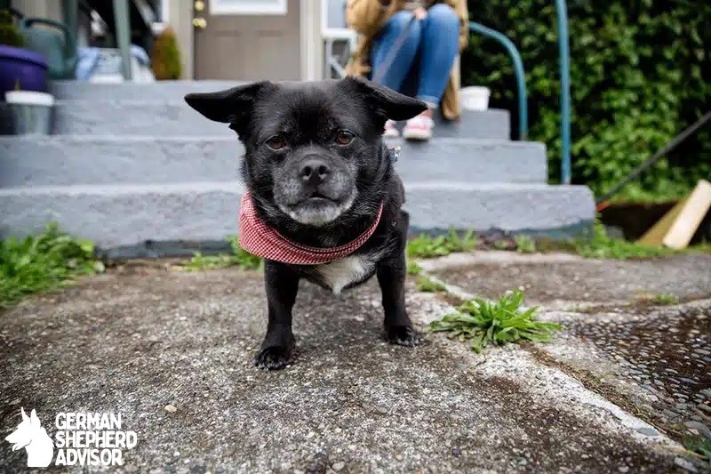 Corgi Pug Mix