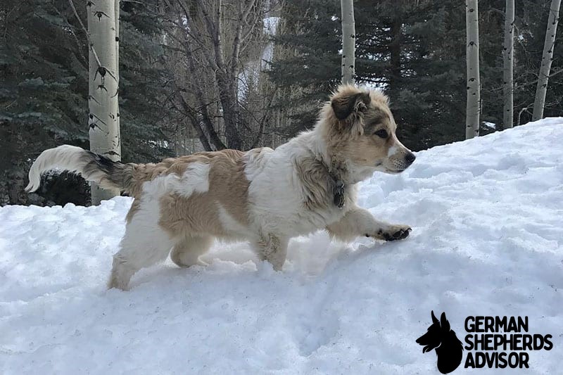 Corgi Saint Bernard Mix (St. Corgi)