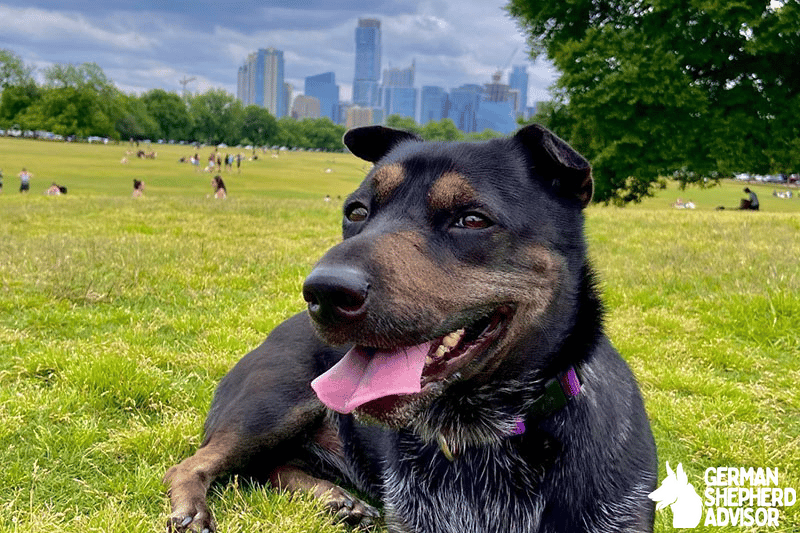 Corgi Shar Pei Mix (Shar Corgi)