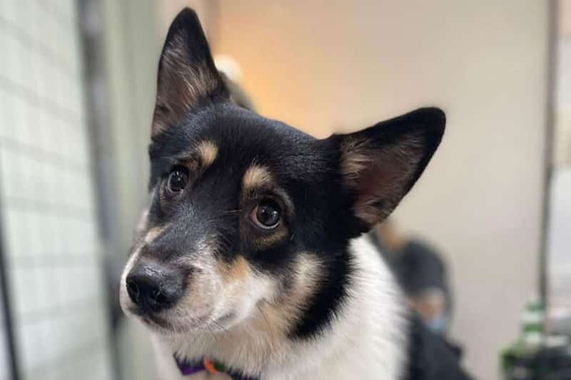 Corgi Spitz Mix