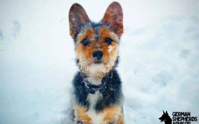 Corgi Yorkie Mix dog Breed Info: The Korky dog