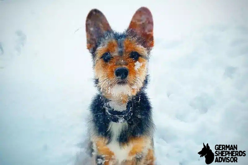 Corgi Yorkie Mix (Korky)