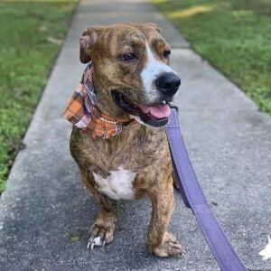 Dachshund Boxer Mix