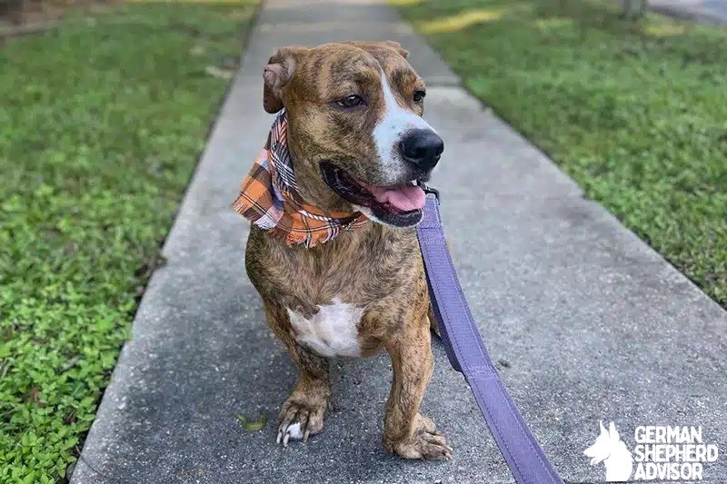 Dachshund Boxer Mix