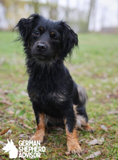 Dachshund Chihuahua mix dog