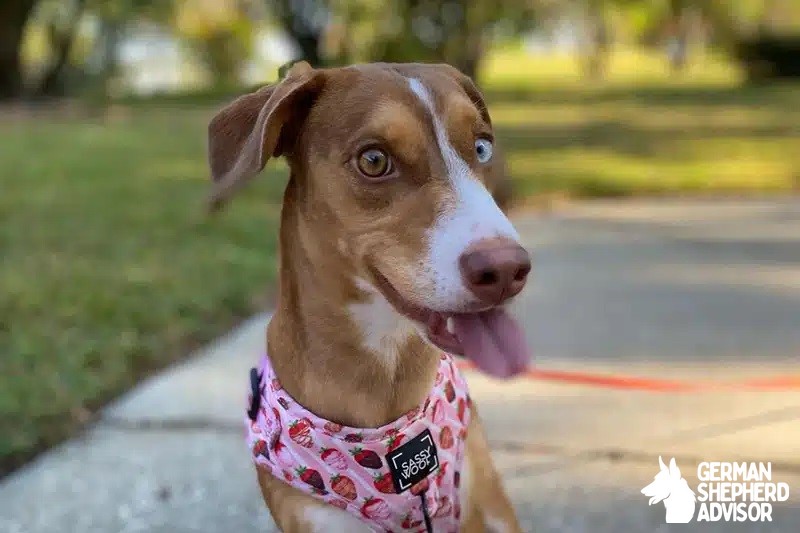 Dachshund Husky Mix