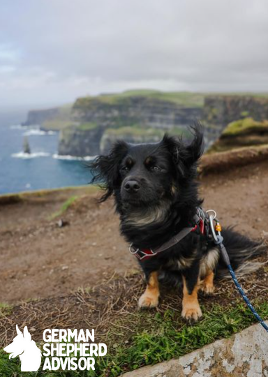 Dachshund and Chihuahua mix