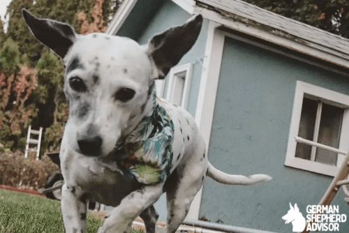 Dalmatian Chihuahua Mix