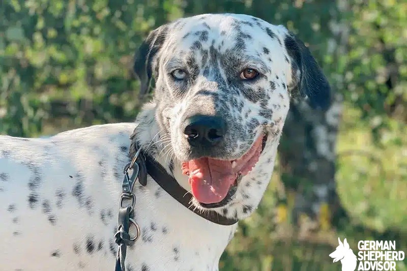 Dalmatian Husky Mix