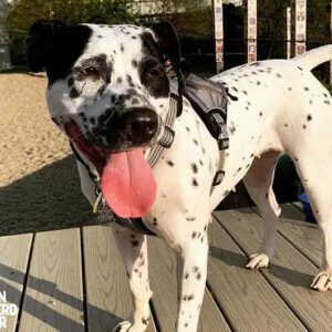 Dalmatian Pitbull Mix