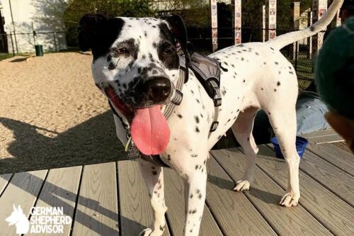 Dalmatian Pitbull Mix