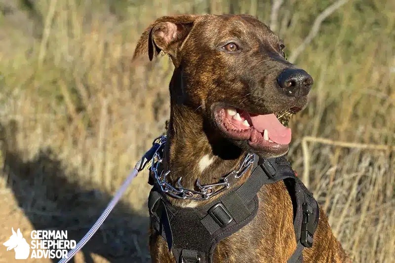 Doberman Pitbull Mix