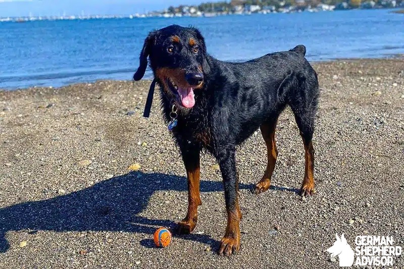 Doberman Poodle Mix