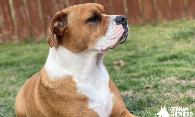 English Bulldog Pitbull Mix dog Breed Info: The English Pit