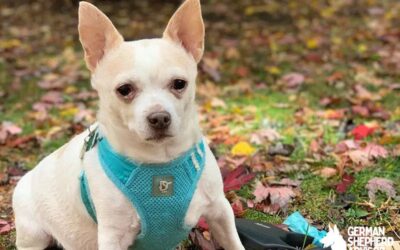 French Bulldog Chihuahua Mix: Meet With French Bullhuahua