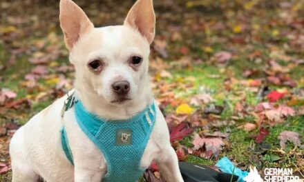 French Bulldog Chihuahua Mix: Meet With French Bullhuahua