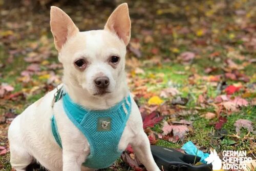 French Bulldog Chihuahua Mix