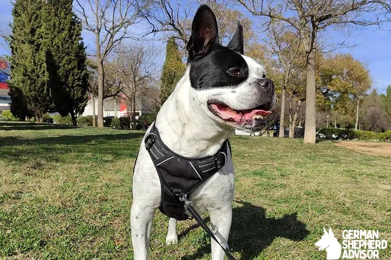 French Bulldog Pitbull Mix