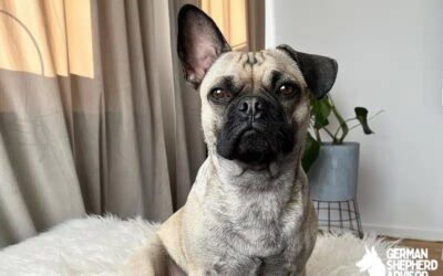 French Bulldog Pug Mix: The Ultimate Guide