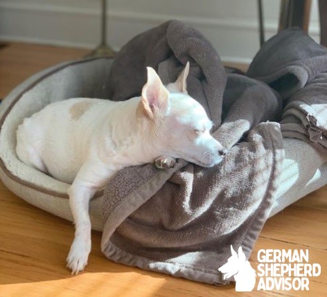 French Bulldog mix with Chihuahua