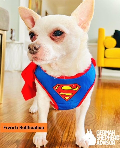 French Bullhuahua